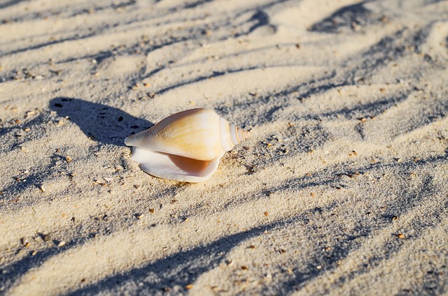 beach sea shell sand