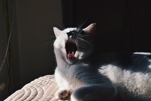 cat yawning acupuncture for insomnia