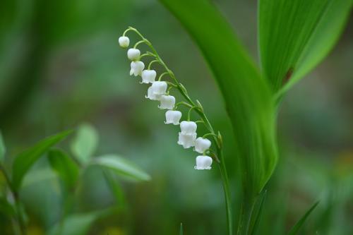 lily of the valley springtime