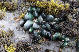 green-lipped-mussel
