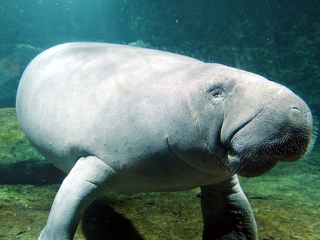 Manatee SeaWorld Orlando 