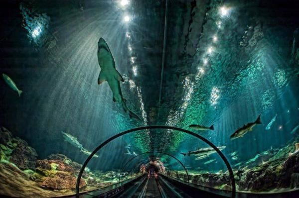 SeaWorld Shark Reck Reef tunnel view 