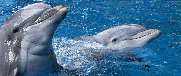 Two Dolphins closeup