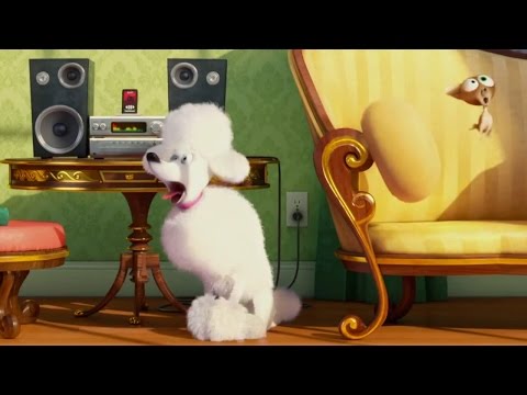 secret life of pets singing poodle YMt0Fx